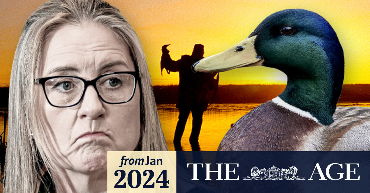 Duck shooting ban in Victoria won’t hurt Labor, antihunting lobby says